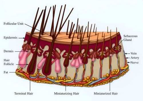 hair test shampoo
